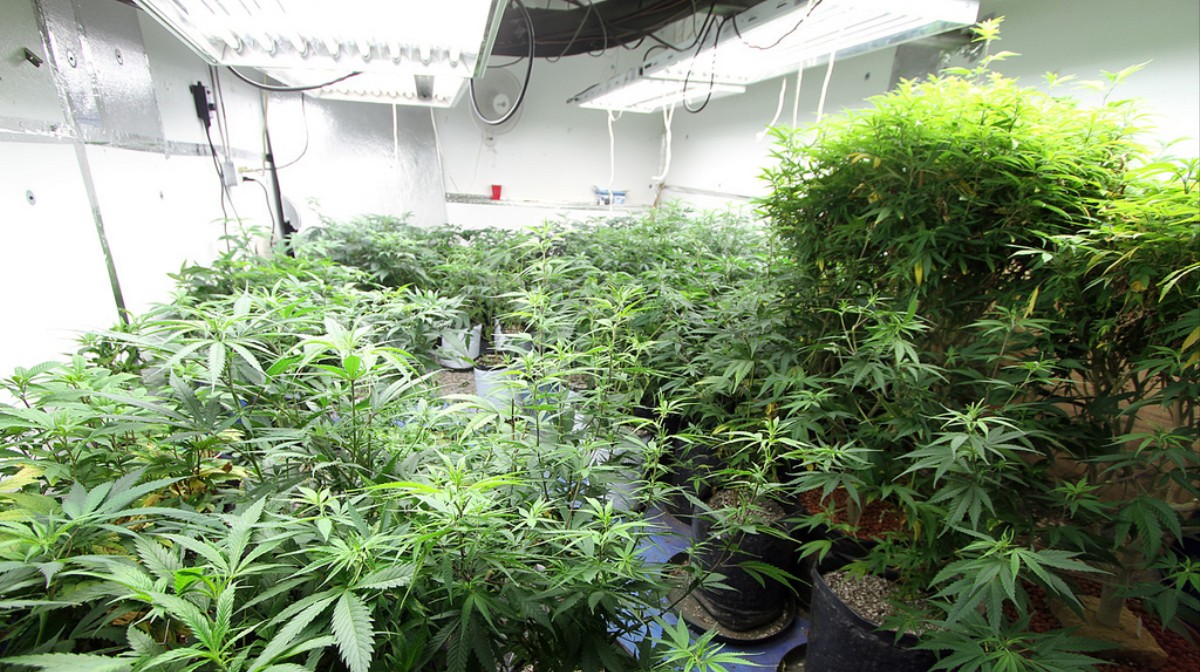 Marijuana Farming Effects on Environment