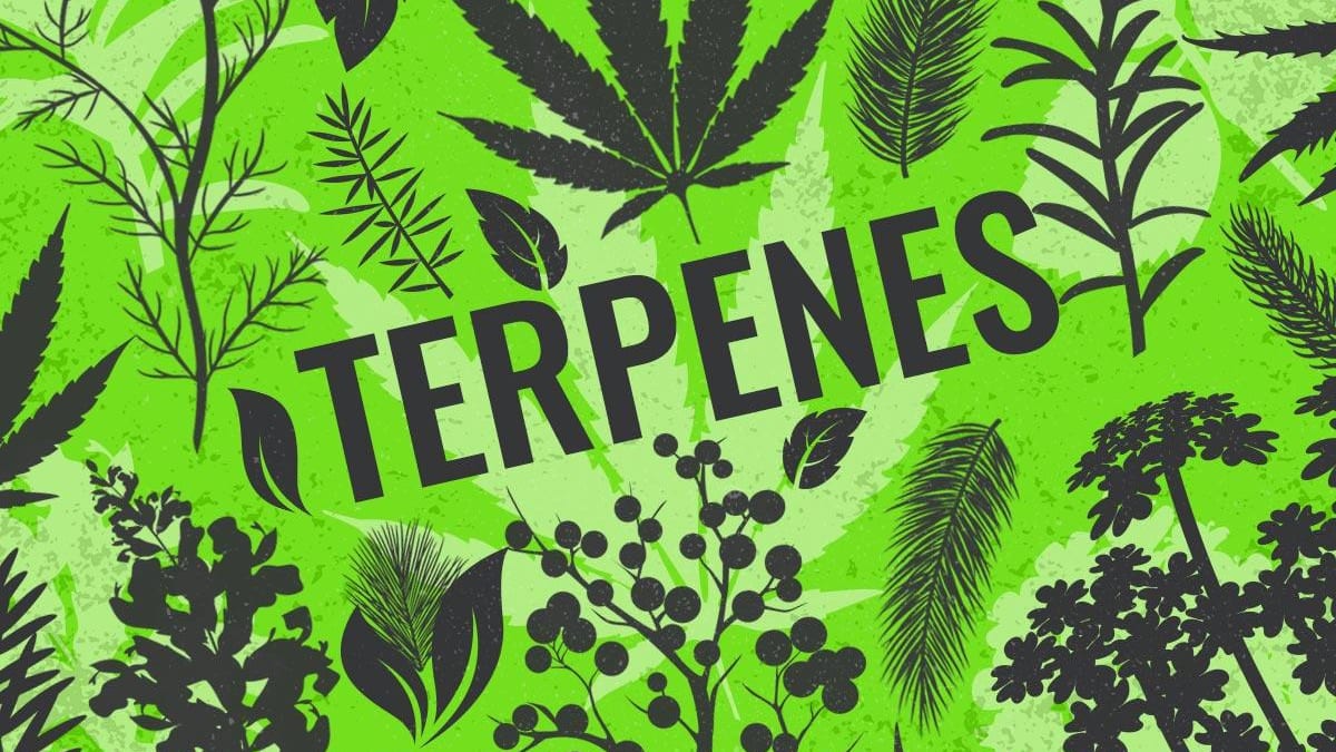 What Are Terpenes Used For