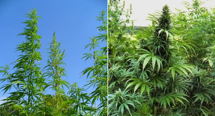 hemp-marijuana