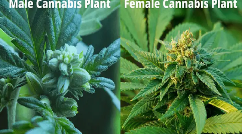 Early signs of male plant