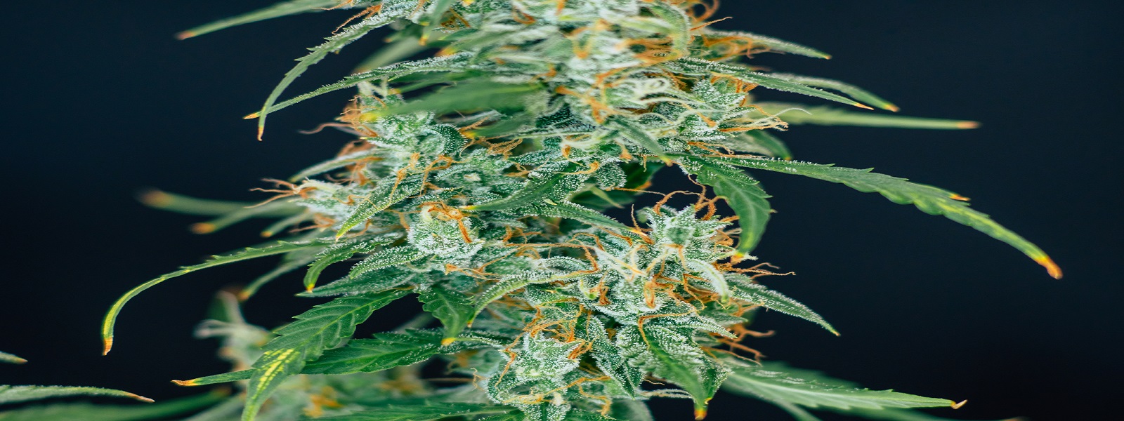 powdery mildew on cannabis plant